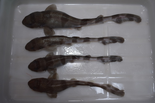 Japanse zwelhaai (Cephaloscyllium umbratile) — Scyliorhinidae — 2