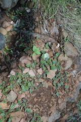 Boerhavia dominii