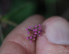 Boerhavia dominii
