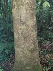 Gmelina leichhardtii