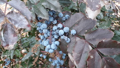 Berberis aquifolium