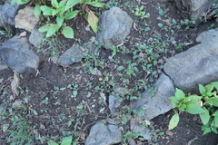 Boerhavia dominii