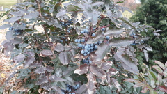Berberis aquifolium
