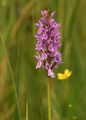 Dactylorhiza × grandis