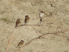 Passer montanus