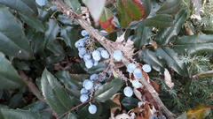 Berberis aquifolium
