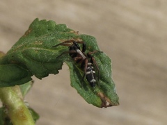 Poecilochroa variana