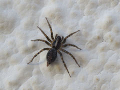 Textrix denticulata