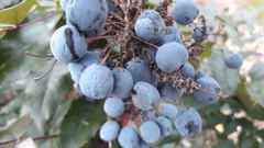 Berberis aquifolium
