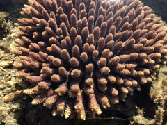 Acropora millepora