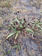 Eryngium sanguisorba