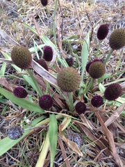 Eryngium sanguisorba