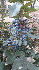 Berberis aquifolium