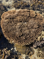 Acropora millepora