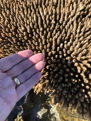 Acropora millepora