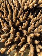 Acropora millepora