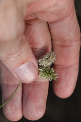 Enneapogon lindleyanus