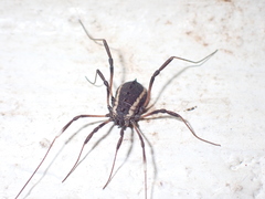 Systenocentrus luteobiseriatus