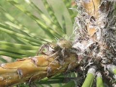 Dendryphantes hastatus