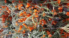 Passerina ericoides