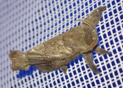 Cossoidea
