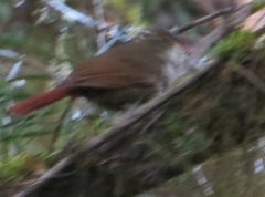 Syndactyla rufosuperciliata