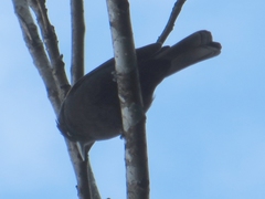 Icterus pyrrhopterus