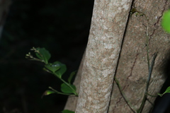 Casearia multinervosa