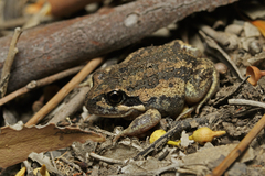 Limnodynastes dumerilii dumerilii