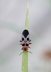 Tropidothorax maculatus