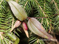 Tripterospermum luzonense