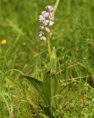 Orchis × hybrida