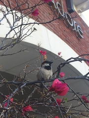 Passer domesticus