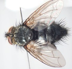 Eurithia anthophila