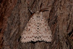 Lymantria nephrographa