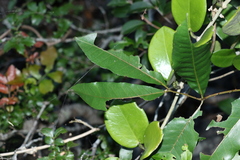 Zanthoxylum brachyacanthum