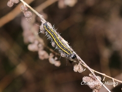 Taicallimorpha albipuncta