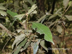 Lithocarpus amygdalifolius