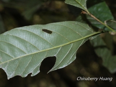 Lithocarpus amygdalifolius