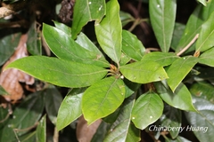 Actinodaphne mushaensis