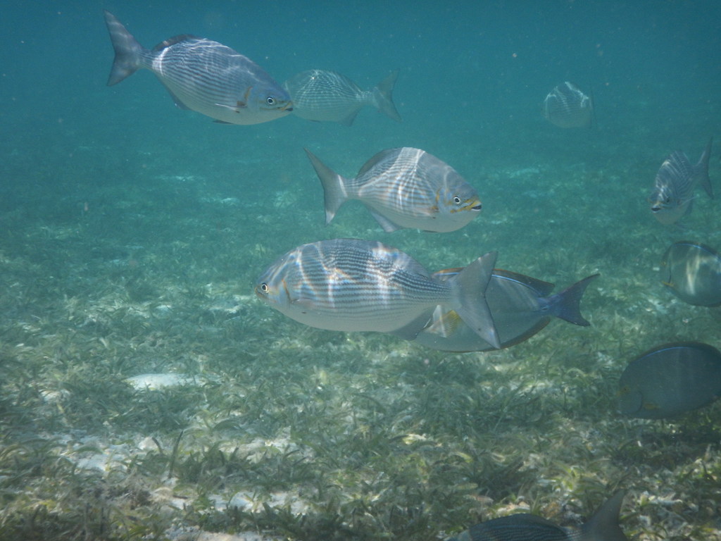 Blue-bronze sea chub (Kyphosus analogus) — Kyphosidae