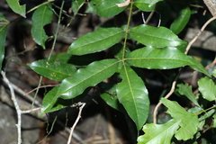 Zanthoxylum brachyacanthum