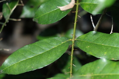 Zanthoxylum brachyacanthum