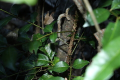 Zanthoxylum brachyacanthum