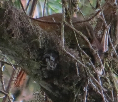 Syndactyla rufosuperciliata