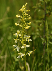 Platanthera
