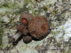 Lithocarpus amygdalifolius