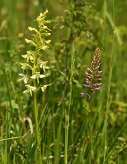 Platanthera