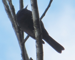 Icterus pyrrhopterus
