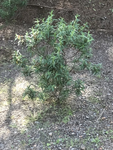 Montpelier cistus (Cistus monspeliensis)